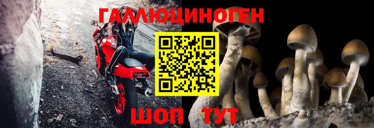Галлюциногенные грибы Psilocybe  Вход с VPN  Железноводск 